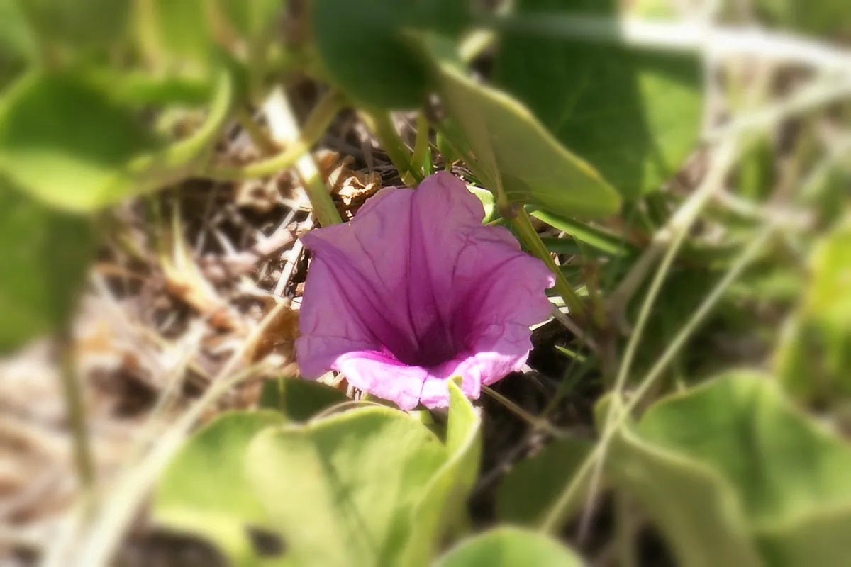 Fleur d’ipomée rose , le liseron des plages, parmi ses feuilles